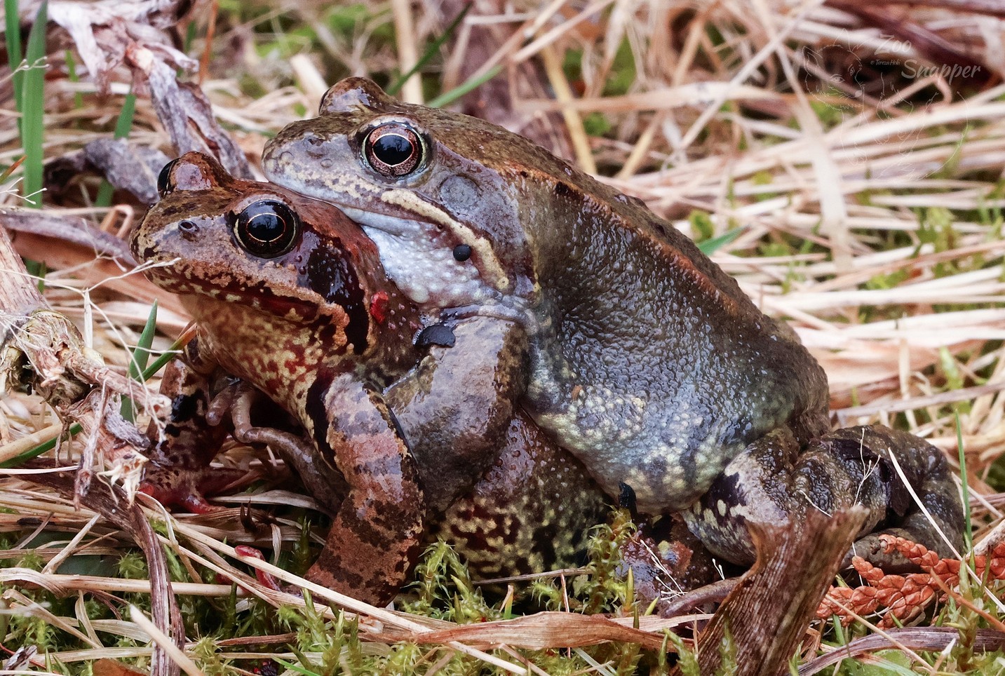 Spoustu lidí to překvapí, ale i žába zahyne, pokud se nemá z nádrže jak dostat.
